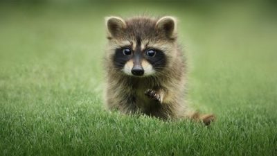 The Secret Lives of Animals 1.Sezon 4.Bölüm izle
